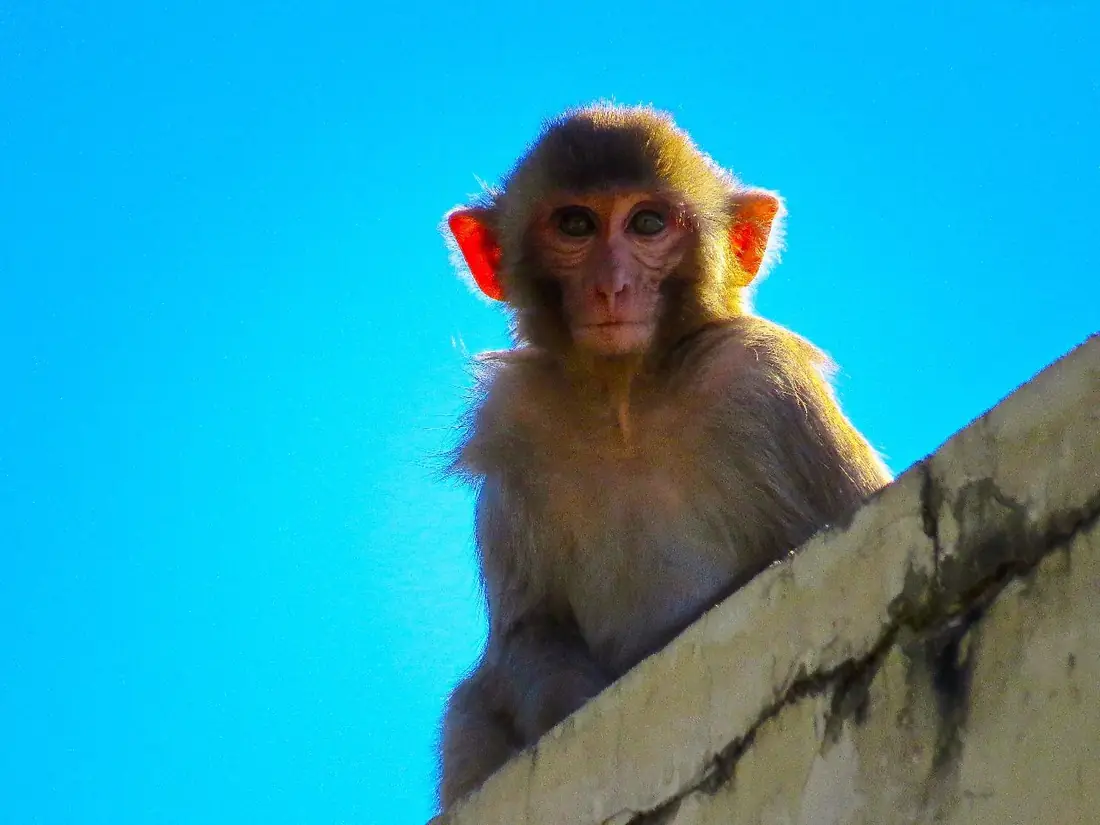 Macaco sentado num muro, contra o céu azul