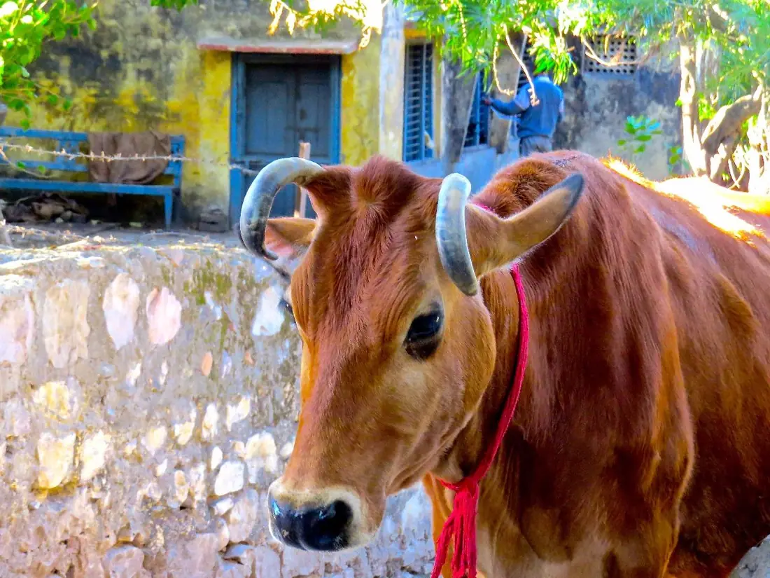 Vaca com os chifres pintados e enfeites coloridos
