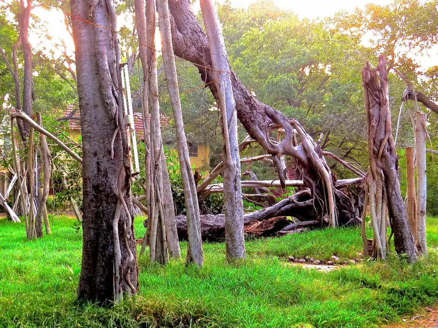 Grande figueira com raízes aéreas formando um bosque